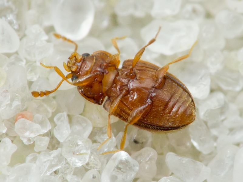 Symbiotes gibberosus (Lucas, 1849)